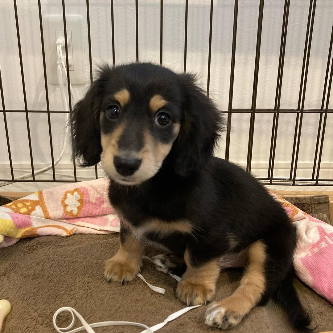 Alex pup bij Engel Pups